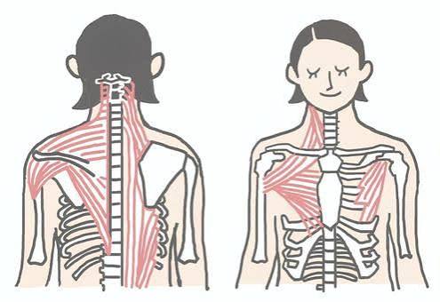 人体の筋肉図（背面と前面）筋肉がたんぱく質で構成されていることを示すイラスト